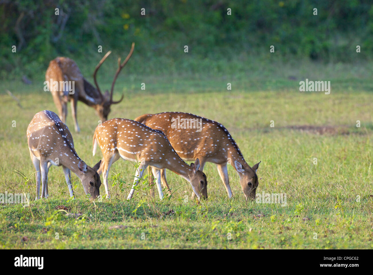 Ceilán ciervos axis, Axis axis ceylonensis, el Parque Nacional de Yala, Sri Lanka, Asia Foto de stock