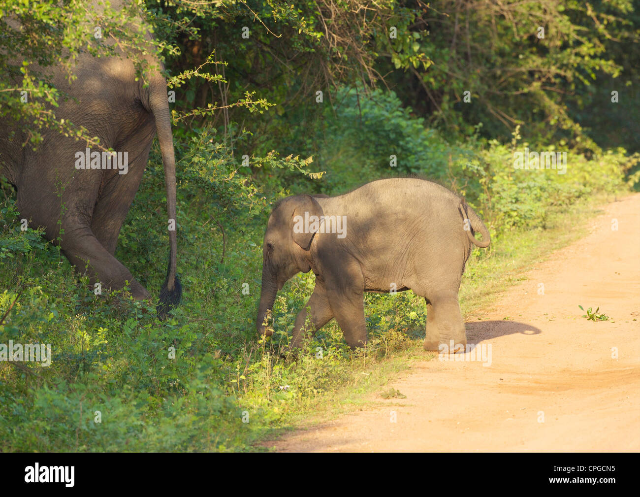 Bebé elefante salvaje de Asia, el Parque Nacional de Yala, Sri Lanka, Asia Foto de stock