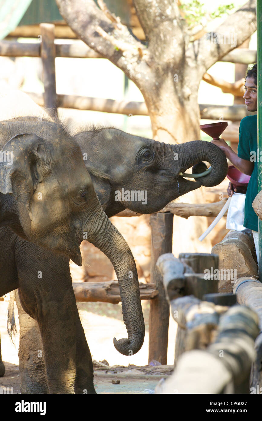Bebé elefante asiático está siendo alimentado, Uda Walawe Elephant Transit Inicio, Sri Lanka, Asia Foto de stock