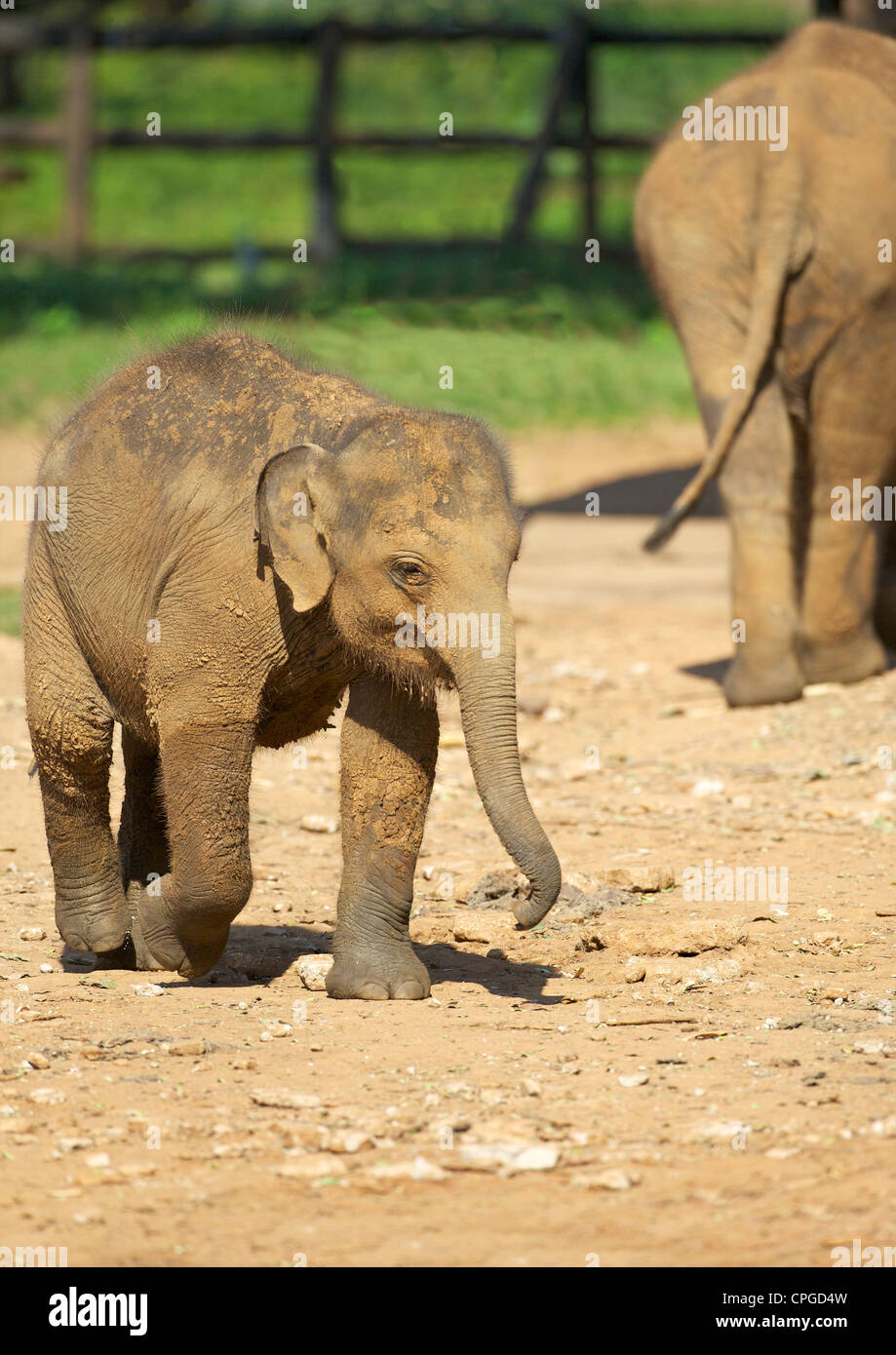 Bebé elefante asiático, Uda Walawe Elephant Transit Inicio, Sri Lanka, Asia Foto de stock