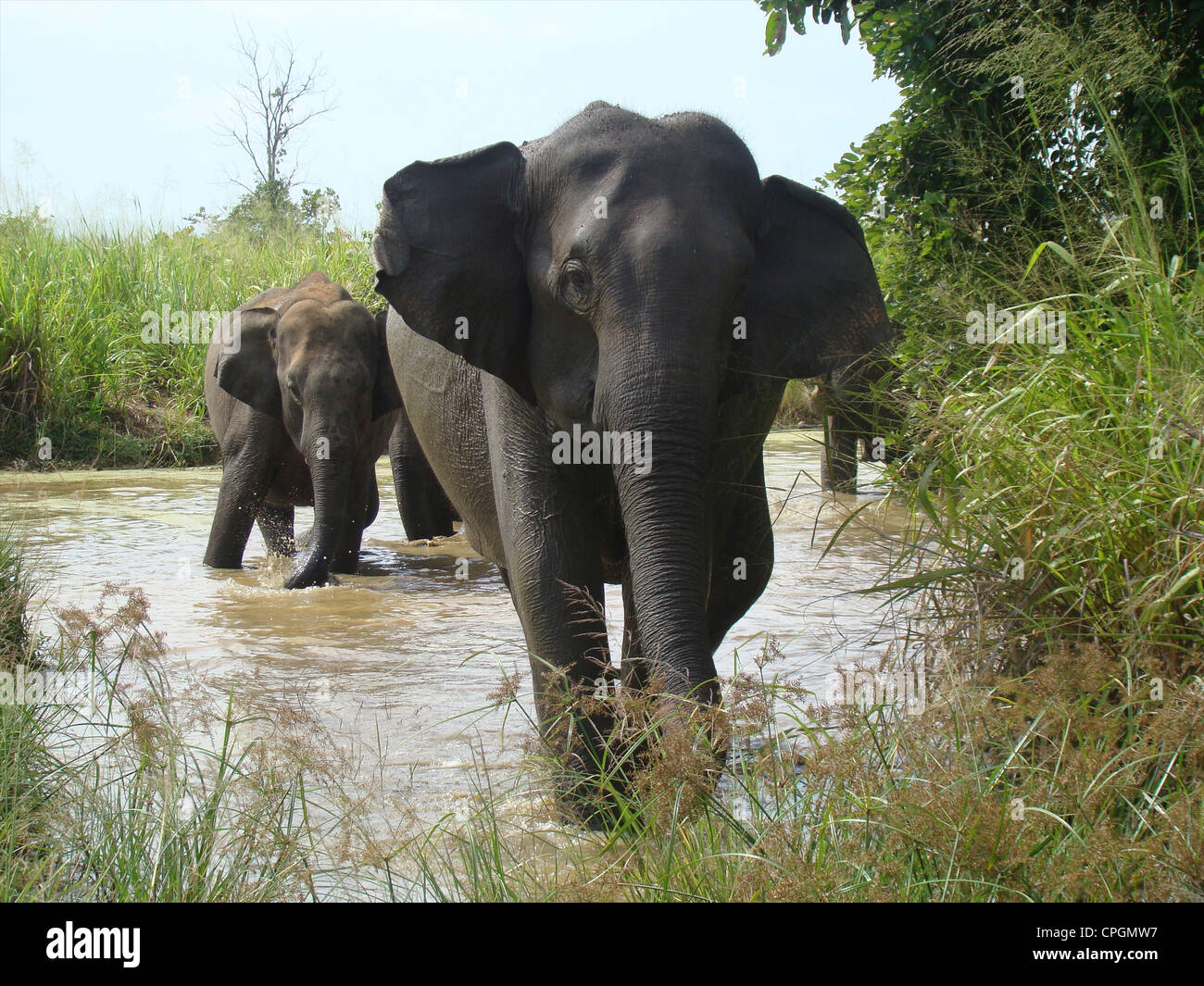 Elefantes asiáticos, Elephas maximus maximus, Uda Walawe Parque Nacional, Sri Lanka, Asia Foto de stock