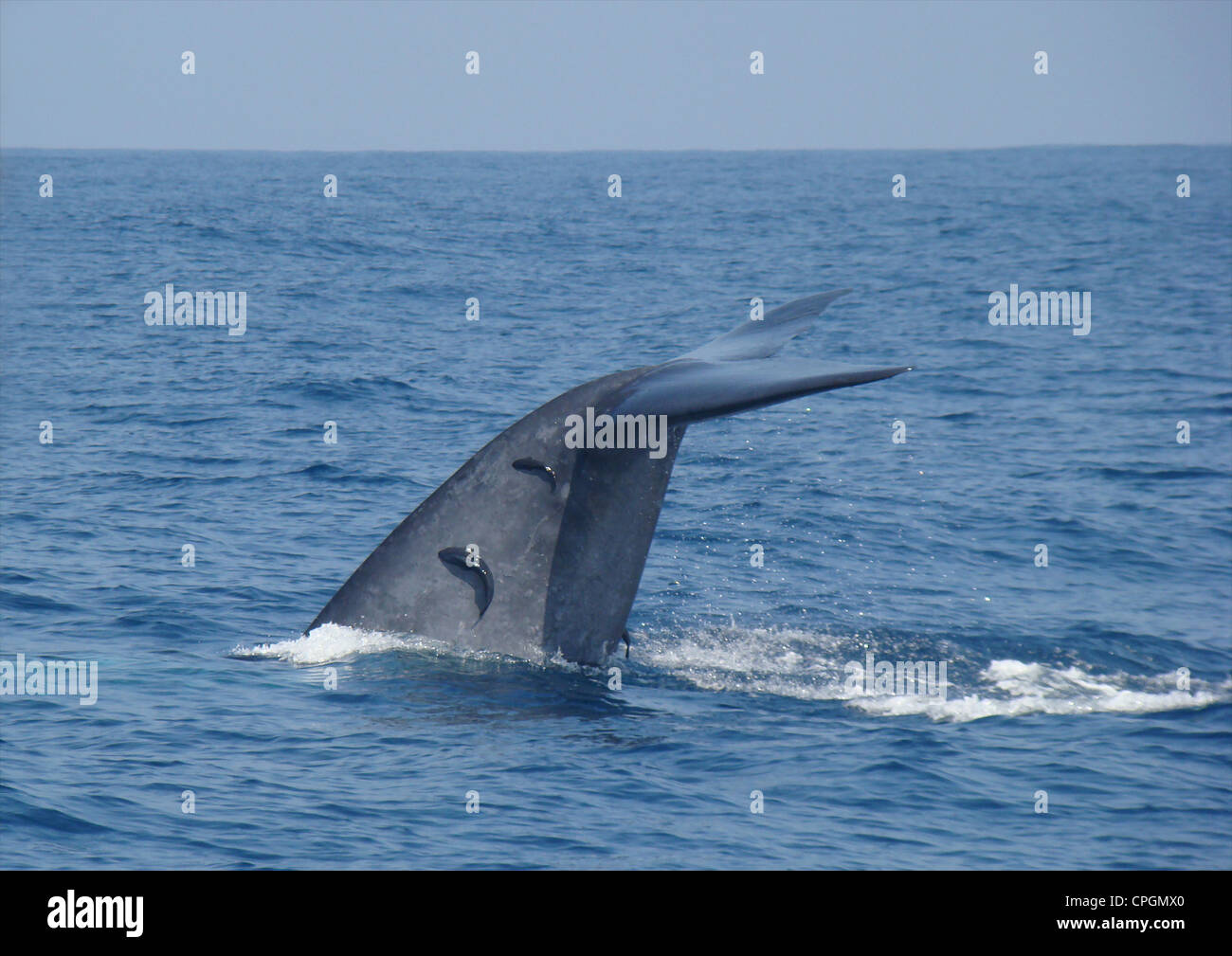 La ballena azul, Balaenoptera musculus, aleta con whalesuckers Remora, Océano Índico australis, Mirissa, Sri Lanka, Asia Foto de stock