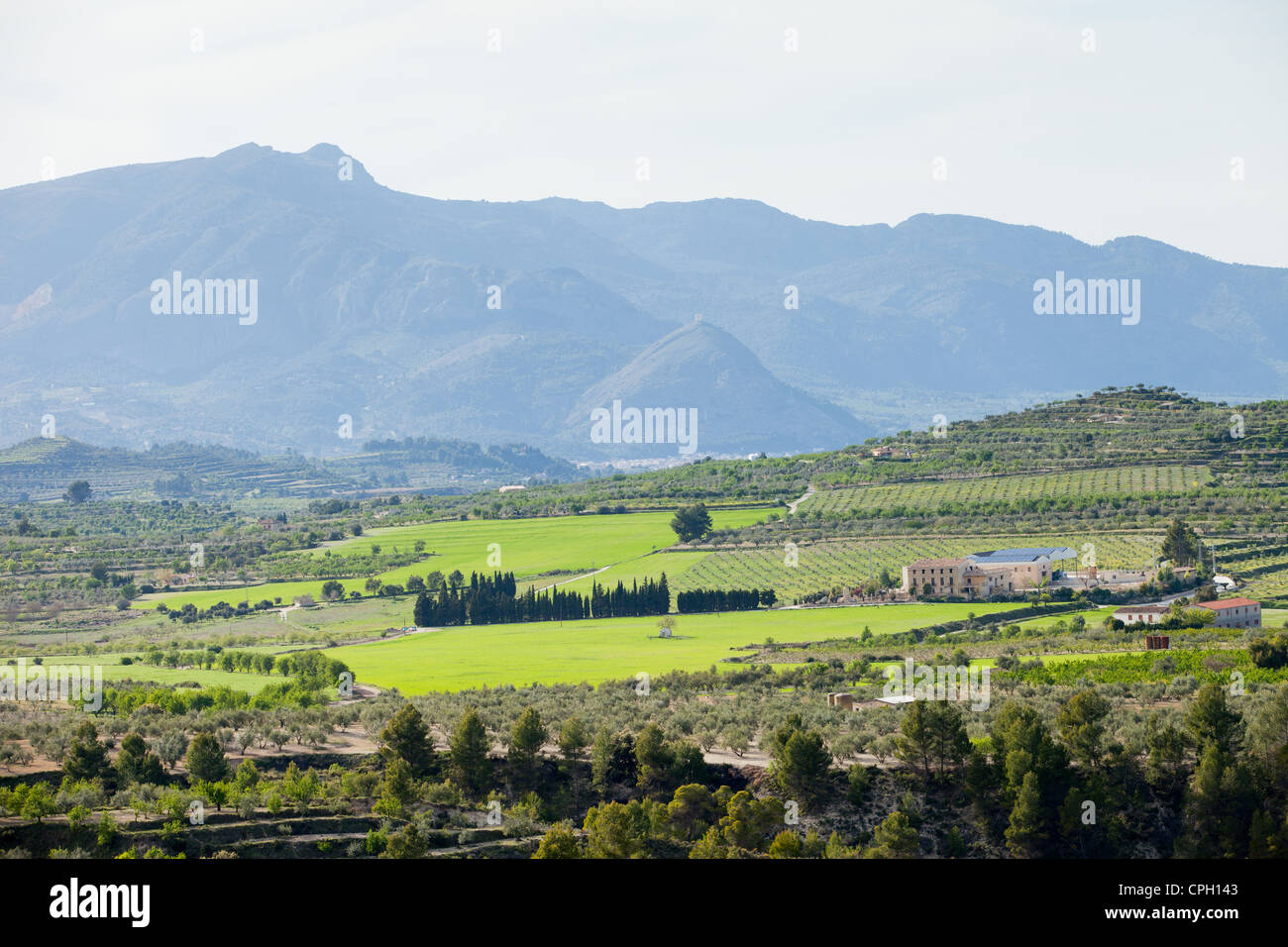 Vista típica del sureste de España - lotes de Agricultura, Plantas de naranja, montañas al fondo Foto de stock