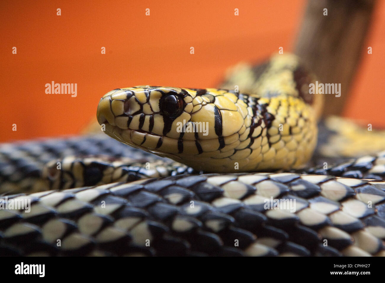 Reptiles serpientes Foto de stock