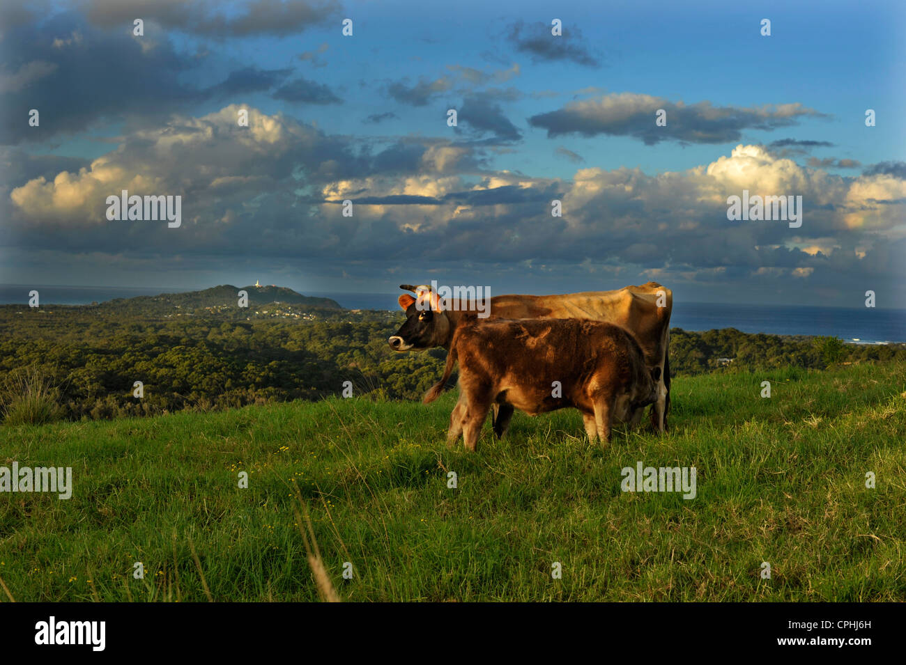 Alimentación de la vaca ternero Byron Bay, Australia Foto de stock