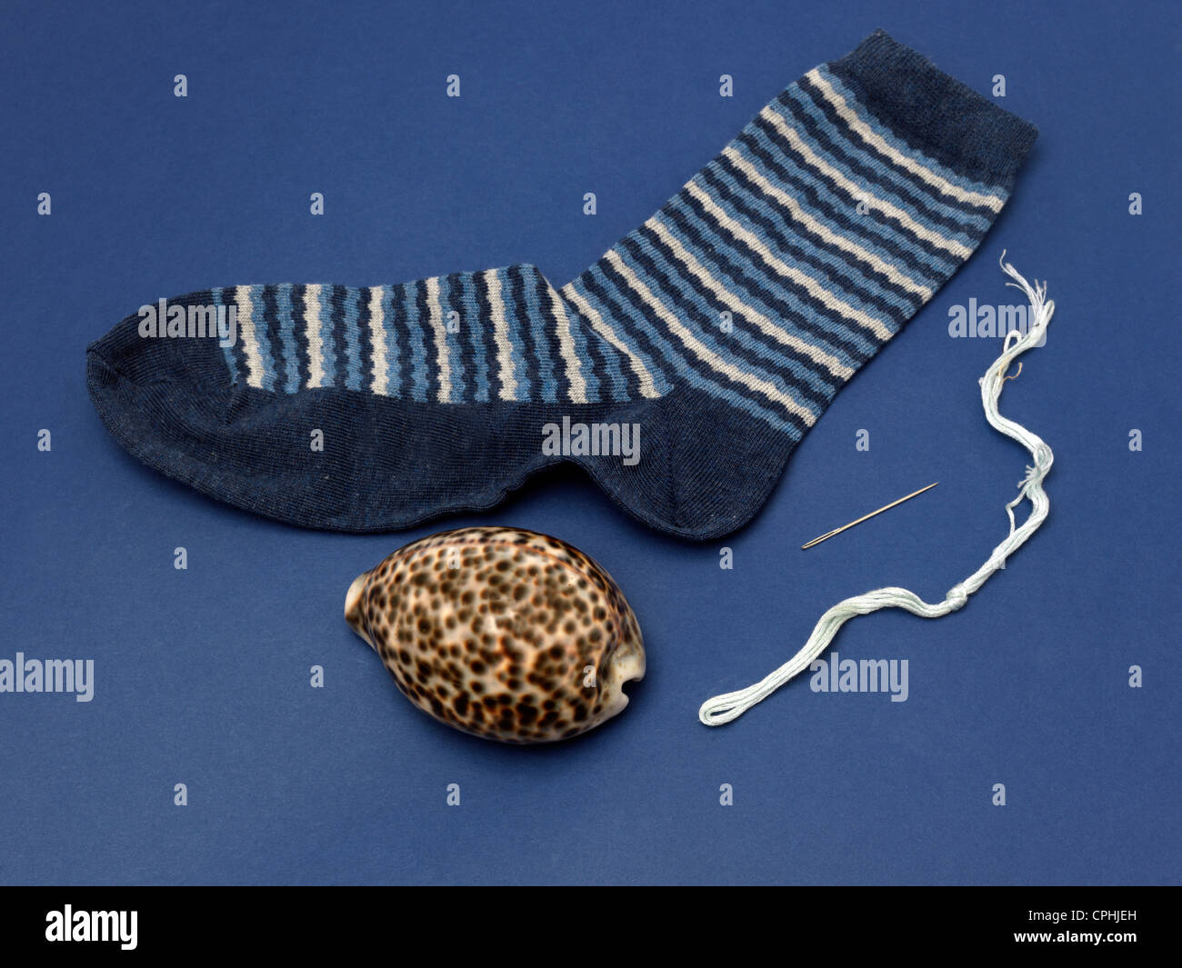 Cypraea Tigris Cowrie Tigre gigante utilizada para zurcir calcetines Foto de stock