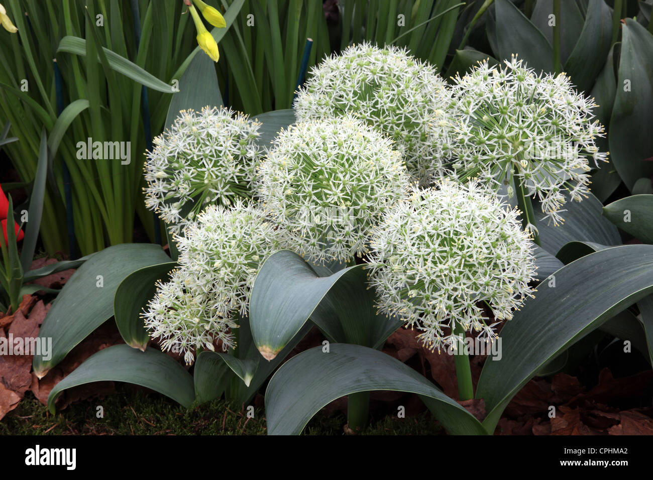 Allium Marfil Reina Foto de stock