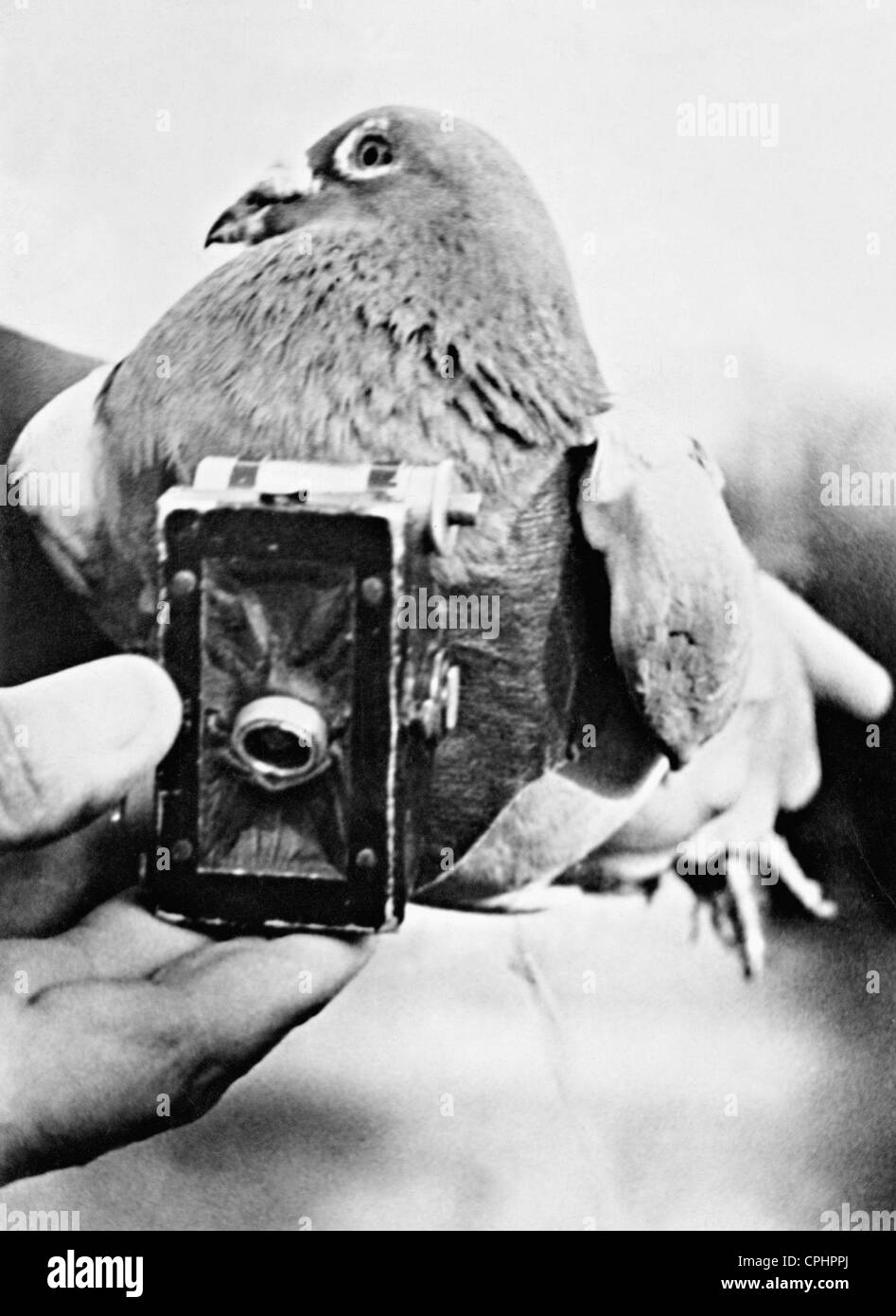 Palomas mensajeras equipadas con camara fotografías e imágenes de alta  resolución - Alamy