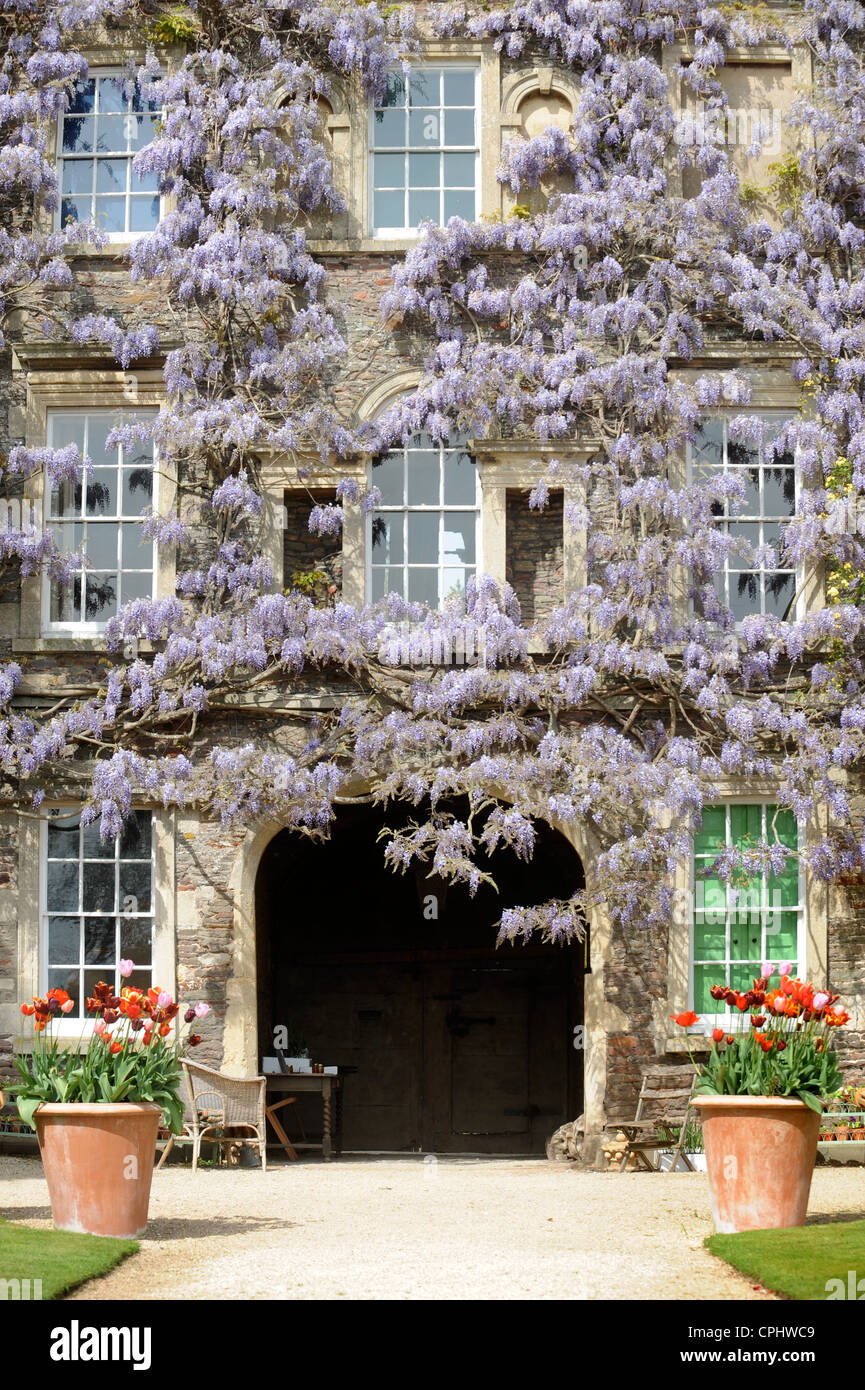 Wisteria sinensis se combina con una escalada aumentó en Hanham Court Gardens, cerca de Bath, UK casa de jardín Julian y diseñadores Isabel B Foto de stock