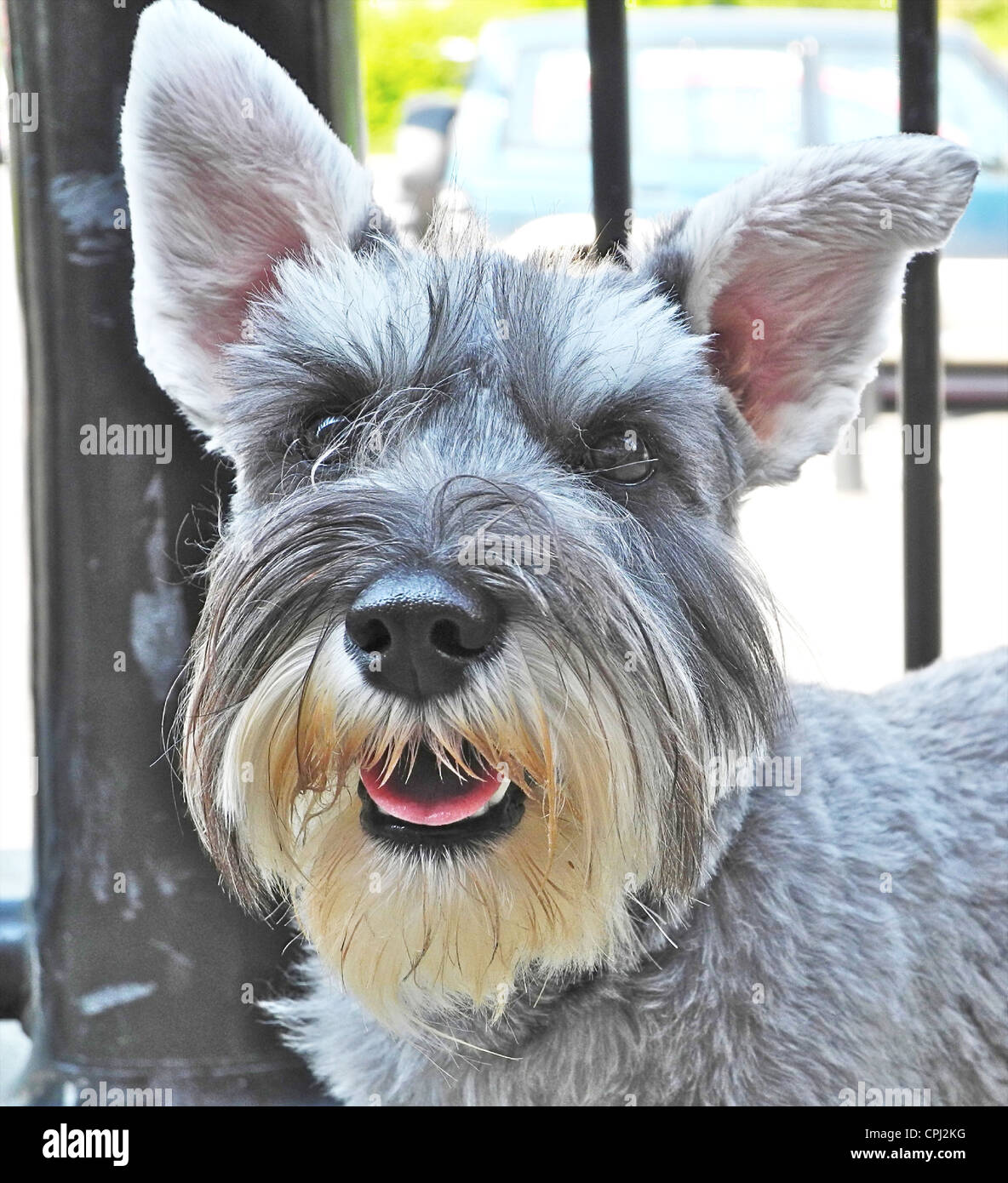 El Schnauzer miniatura es una raza de perro pequeño del tipo Schnauzer que  se originó en Alemania a mediados y finales del siglo XIX. Schnauzers  miniatura desarrollada a partir de cruzas entre