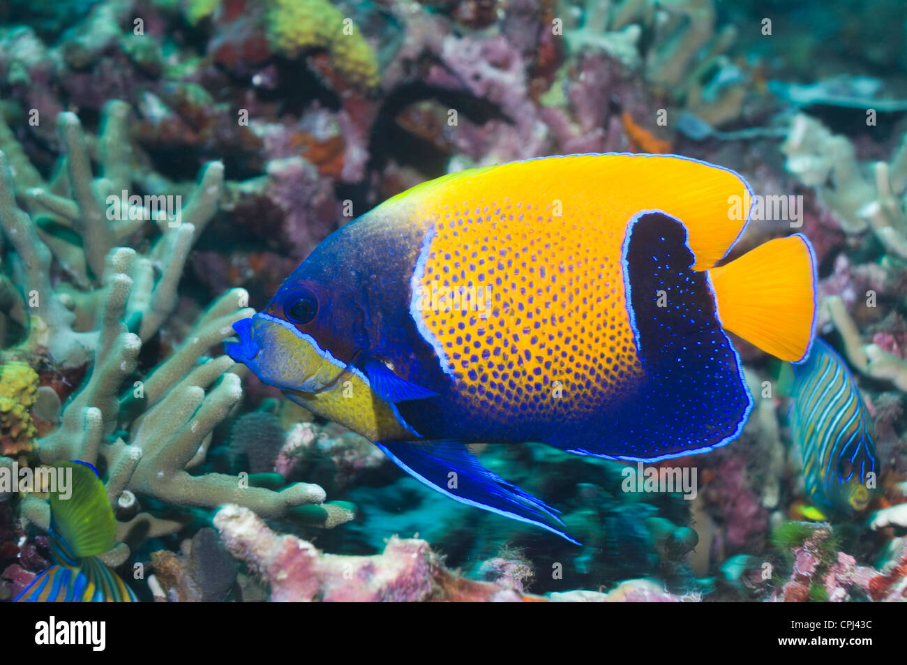 Azul rodeado de peces ángel (Pomacanthus navarchus). Las Islas Salomón. Pacífico Occidental. Foto de stock