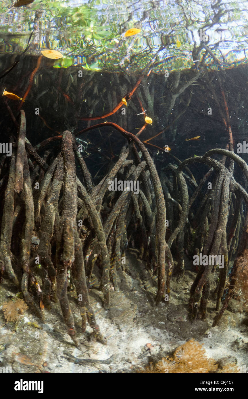 Los manglares de agua azul en el borde del arrecife de coral. Los invertebrados creciendo bajo y en las raíces. Raja Ampat, Indonesia. Foto de stock