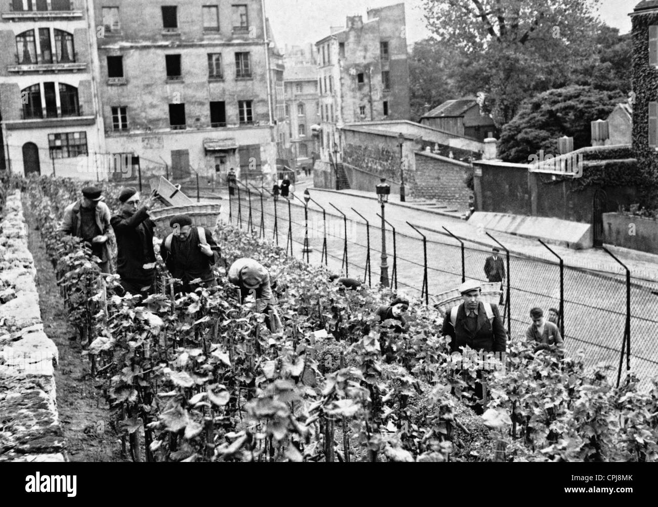 Plantación de viñedo en Montmartre, 1941 Foto de stock