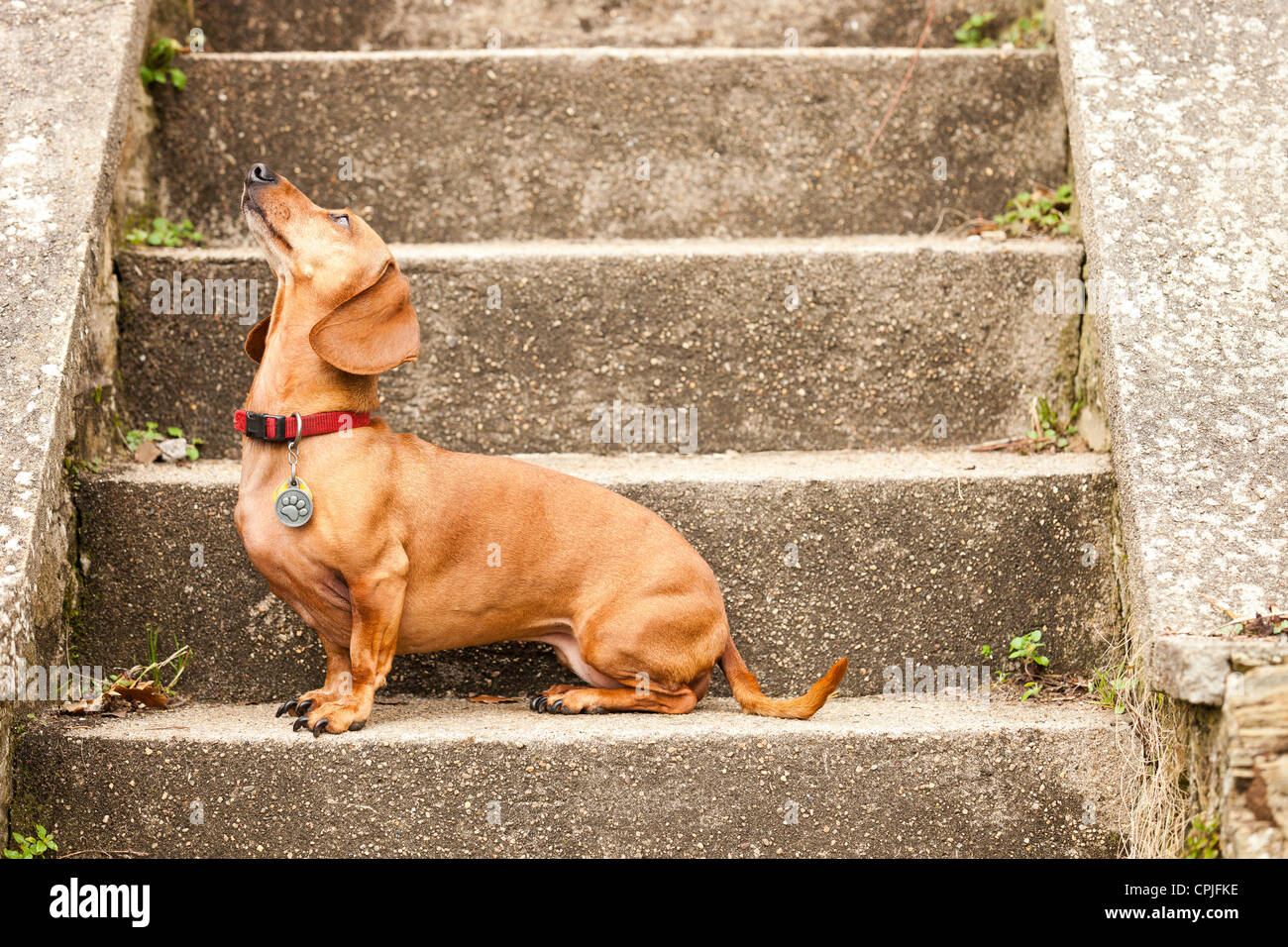 Retrato de Teckel perro Foto de stock