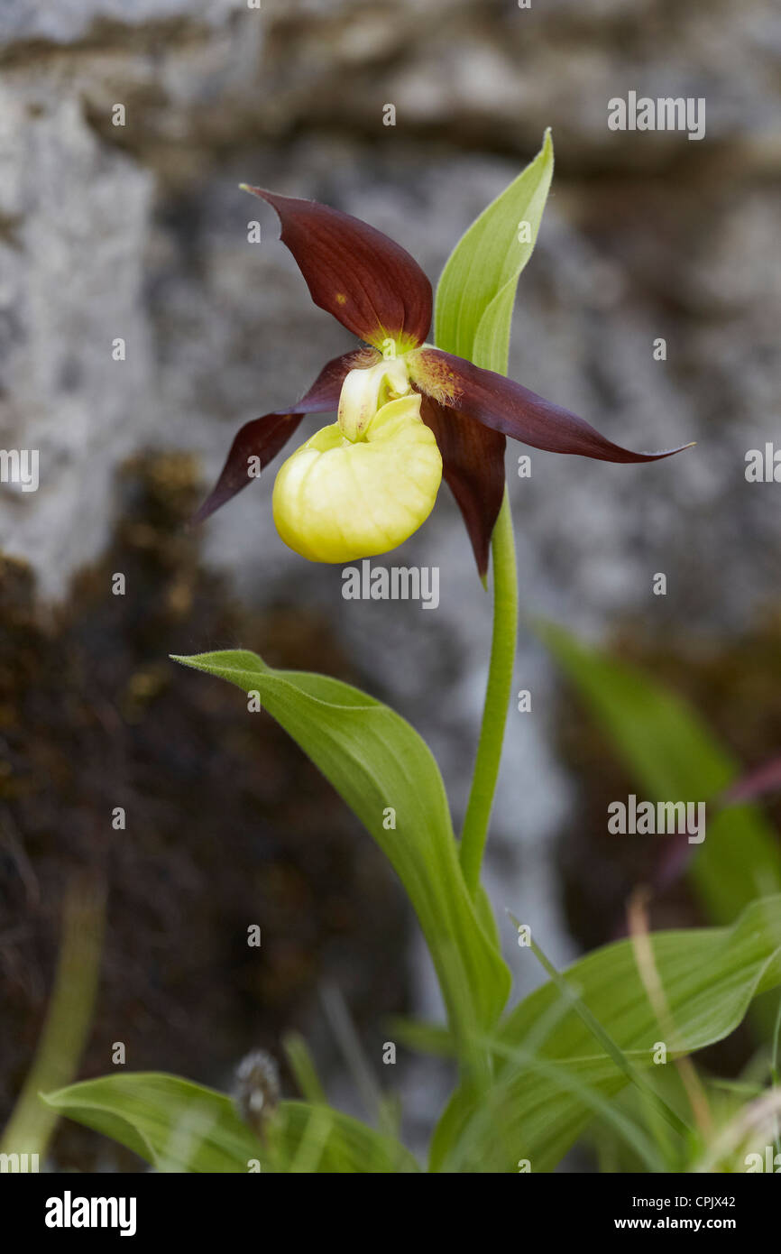 Orquídea zapatilla fotografías e imágenes de alta resolución - Alamy