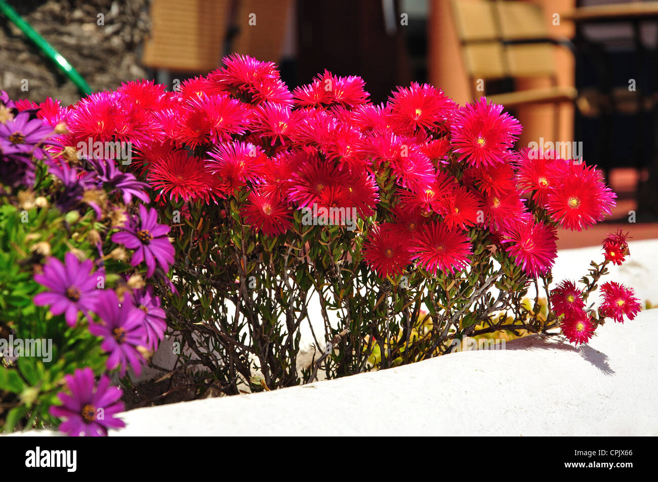 Flores de cala fotografías e imágenes de alta resolución - Alamy