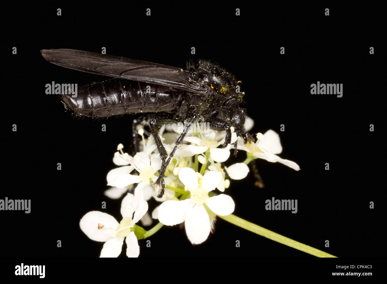 Una abeja negra pollunating una flor Foto de stock
