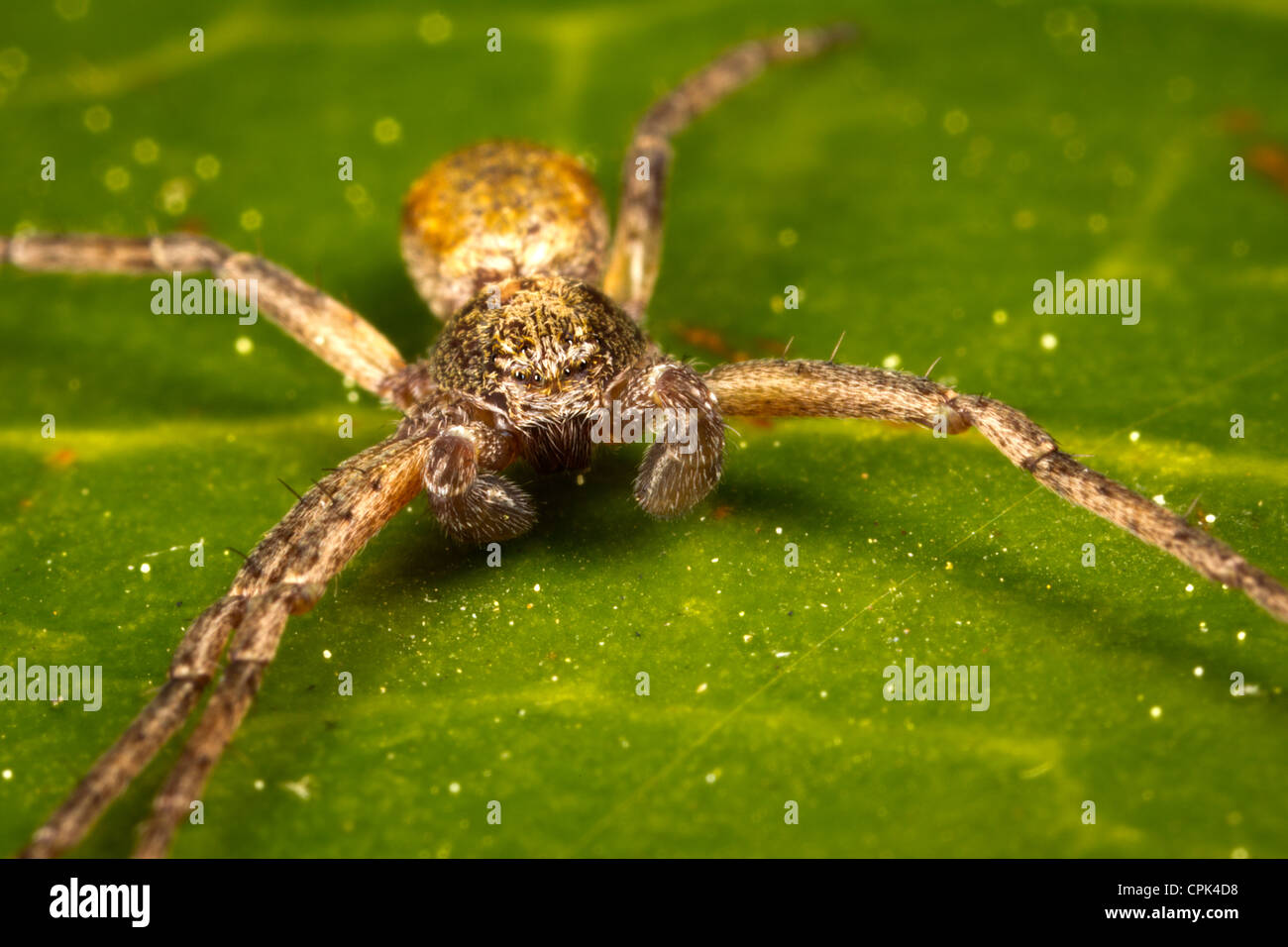Una pequeña araña Foto de stock