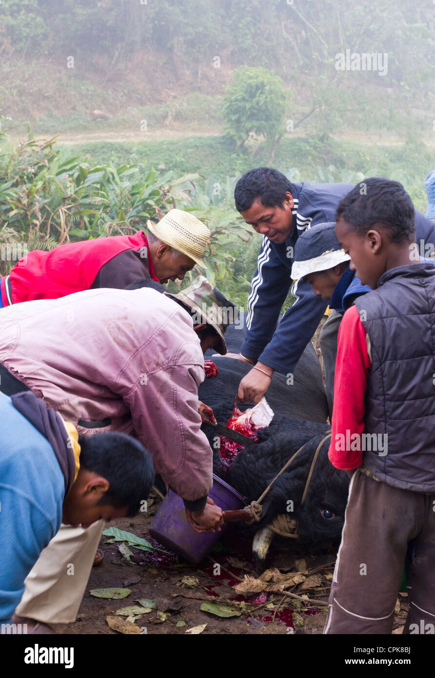 El sacrificio de un toro por la carretera, Andasibe, Madagascar Foto de stock