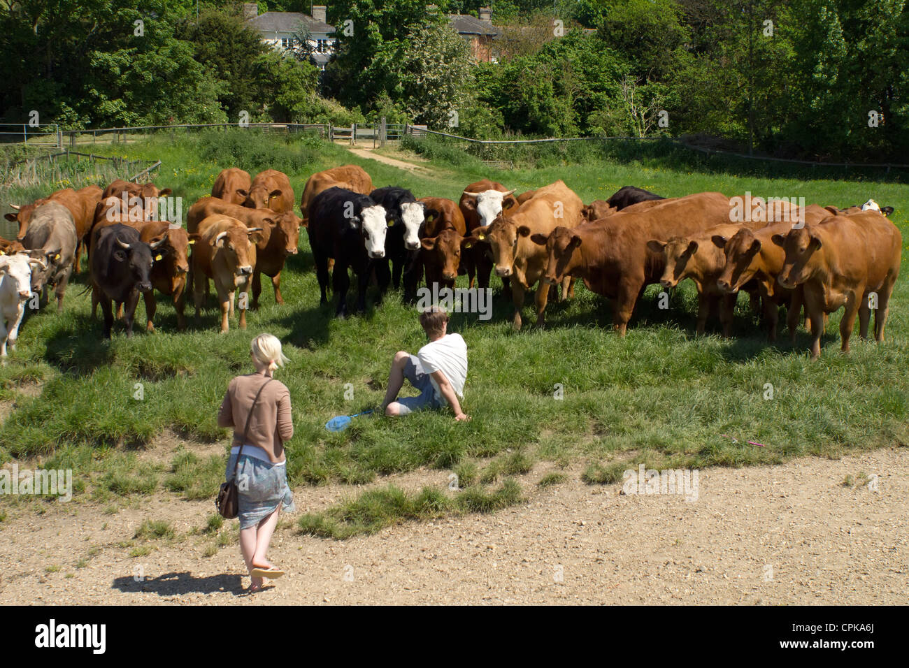 Dos personas en un campo que está siendo enfrentado por un rebaño de vacas. Foto de stock
