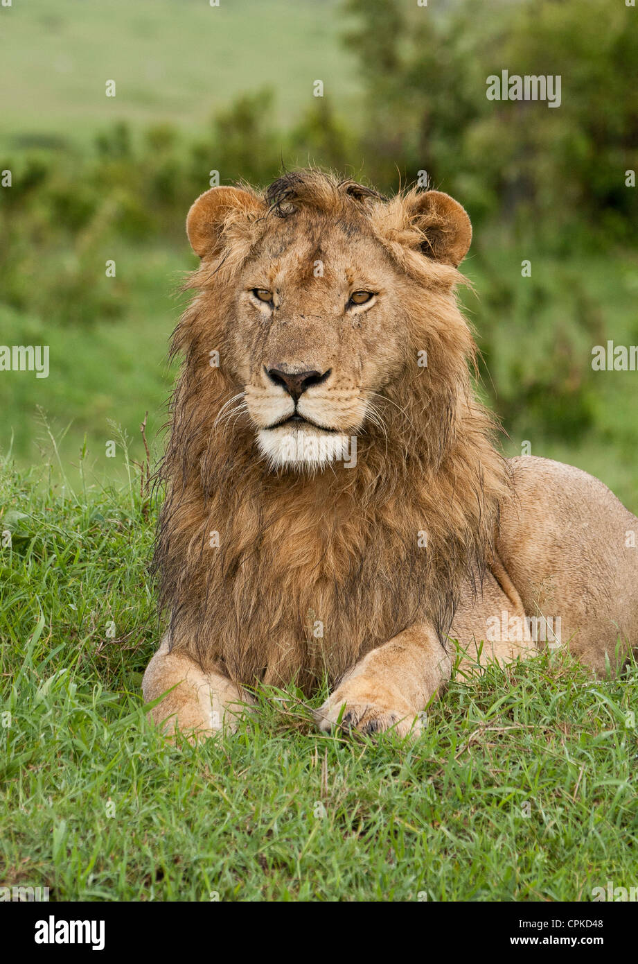 Retrato de un joven león (Panthera leo) mirando a través de la ciénaga en la Reserva Nacional de Masai Mara, Kenya, Africa Oriental. Foto de stock