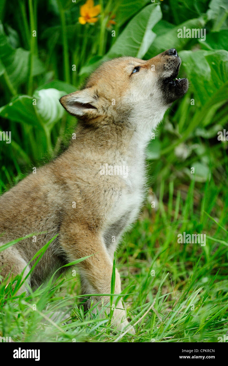 Bebé lobo aullando fotografías e imágenes de alta resolución - Alamy