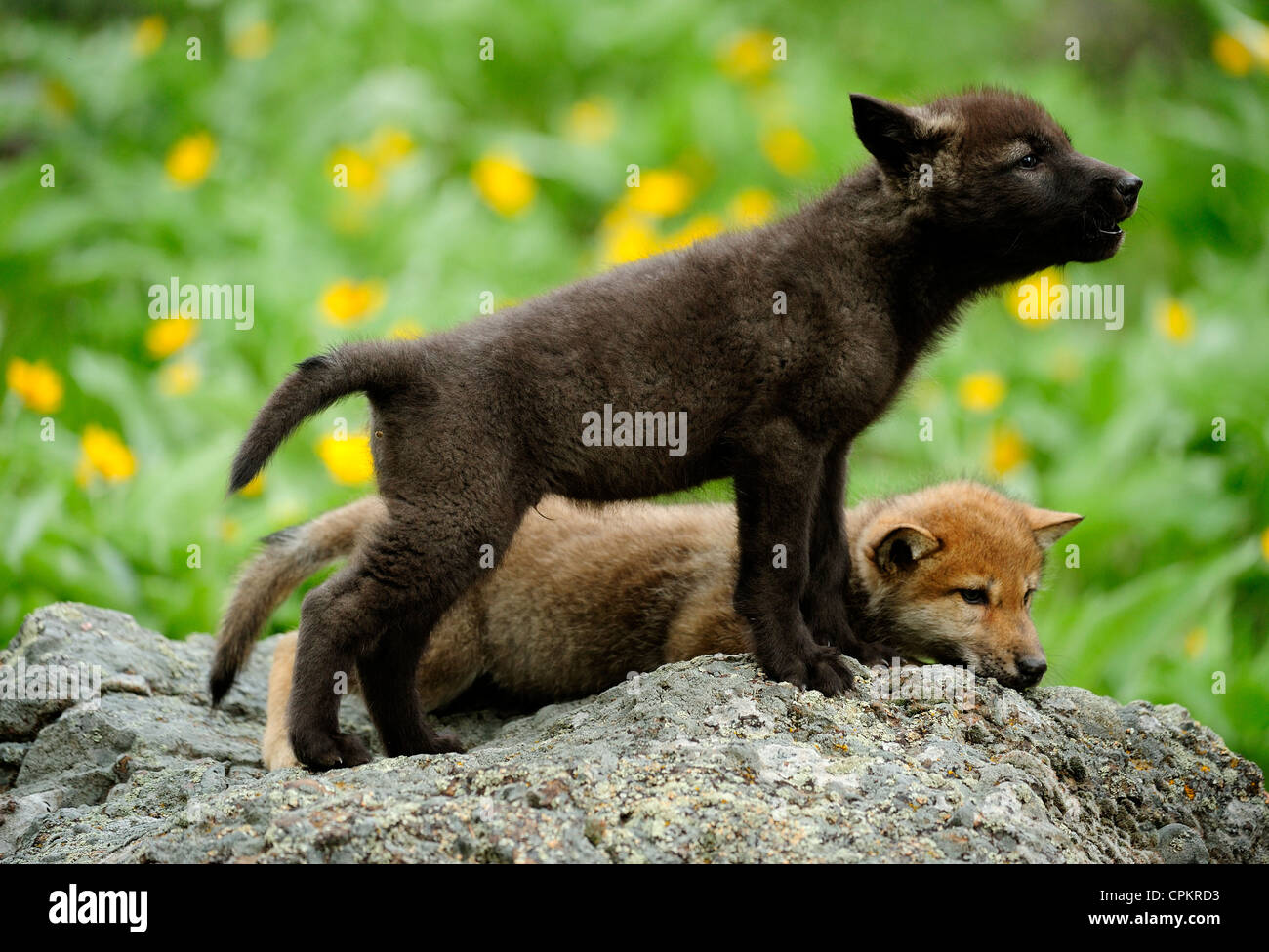 Wolf baby fotografías e imágenes de alta resolución - Alamy