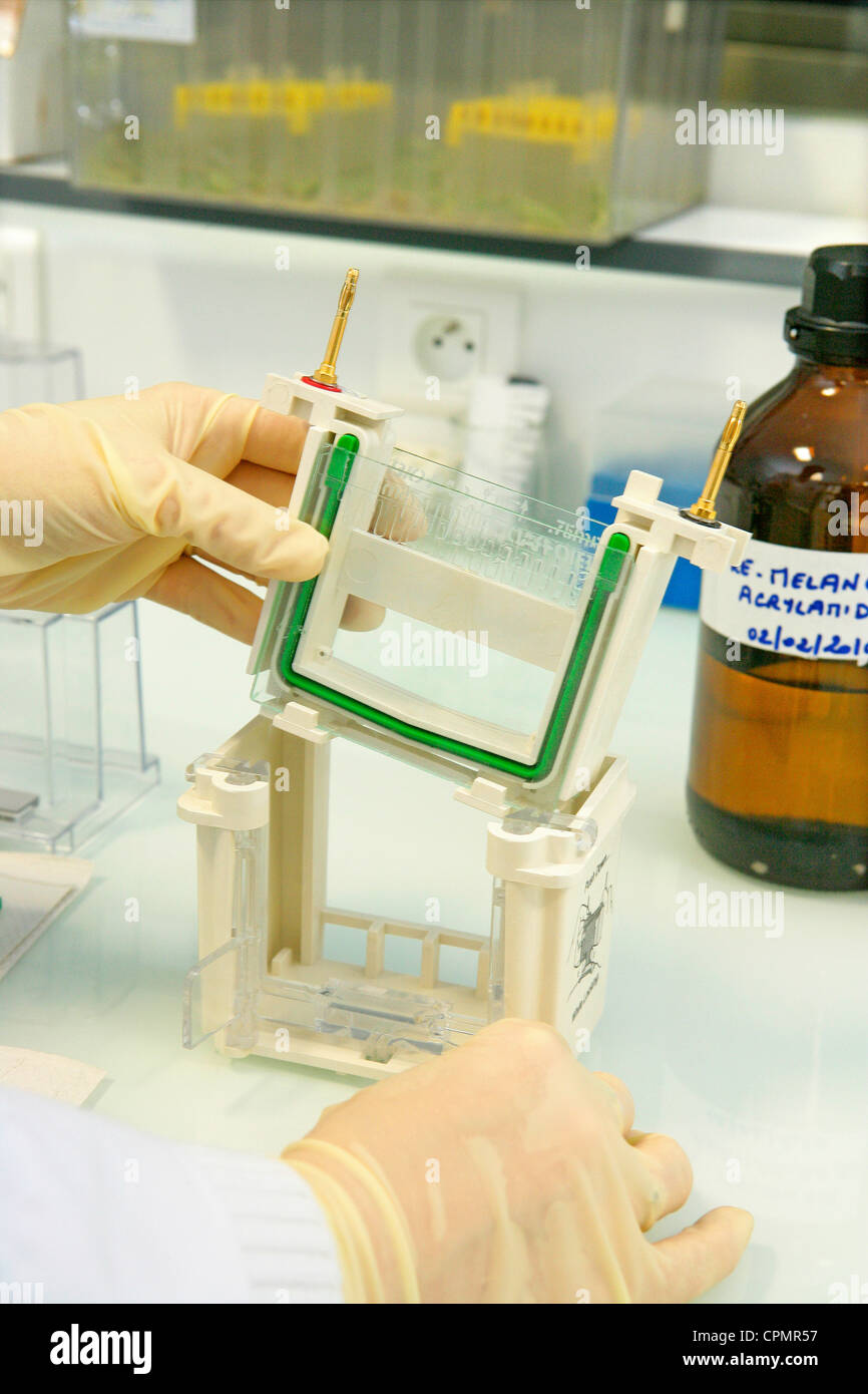 Electroforesis En Gel De Poliacrilamida Fotos e Imágenes de stock Alamy Electroforesis En Gel De Poliacrilamida Fotos e Imágenes de stock Alamy