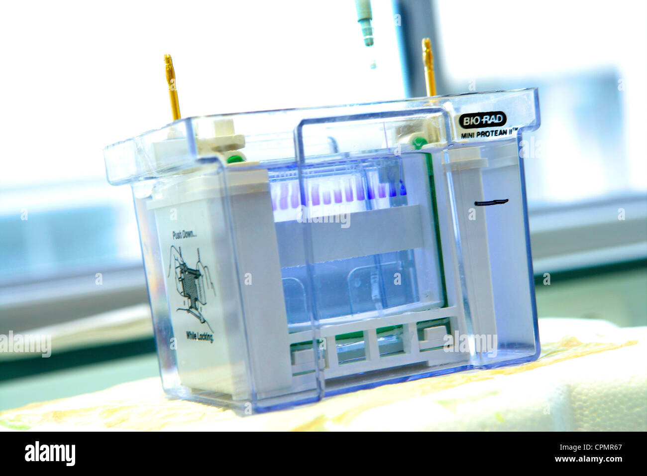 Electroforesis En Gel De Poliacrilamida Fotos e Imágenes de stock Alamy Electroforesis En Gel De Poliacrilamida Fotos e Imágenes de stock Alamy