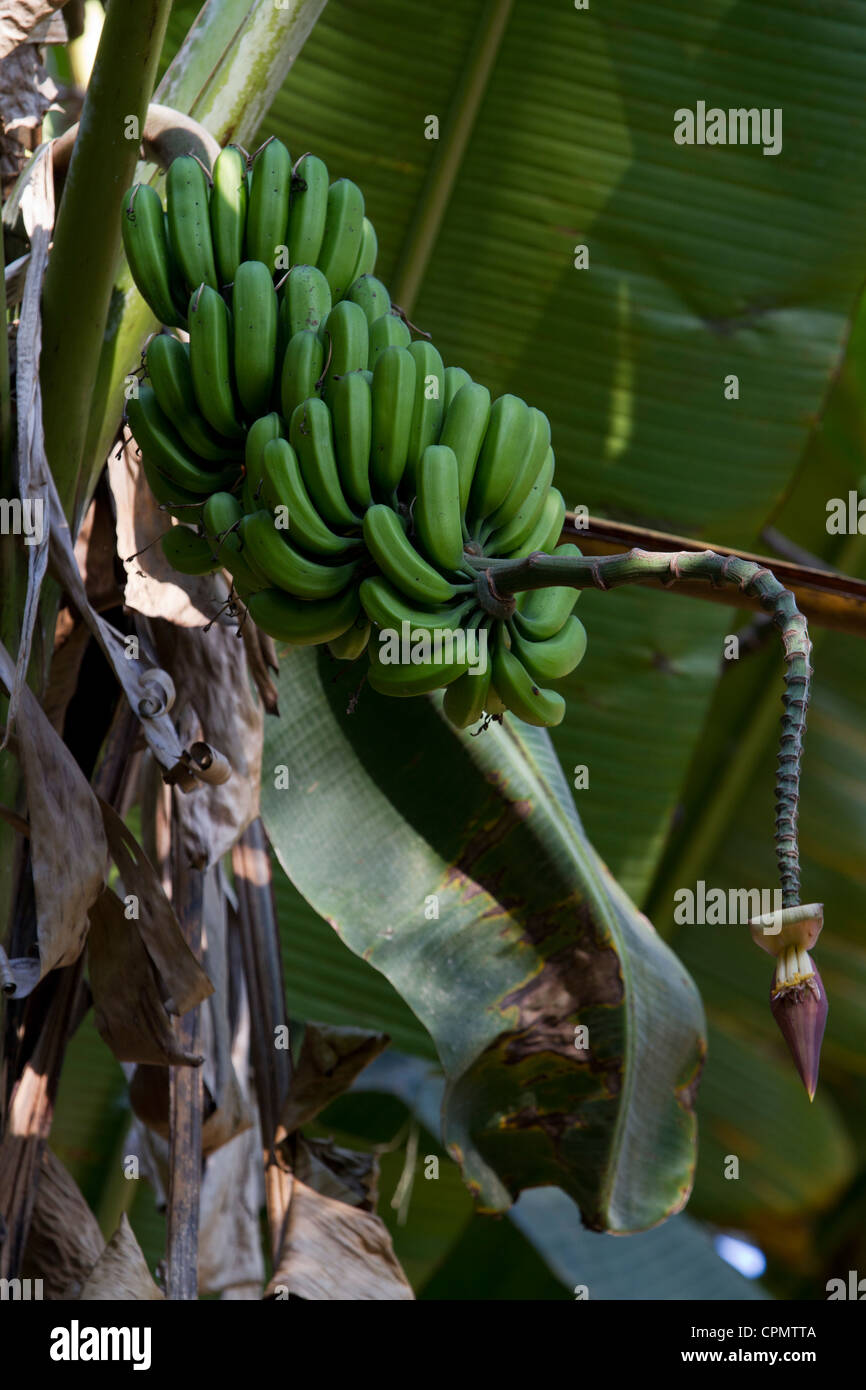 Planta de banano con un clúster de maduración de la fruta. Foto de stock