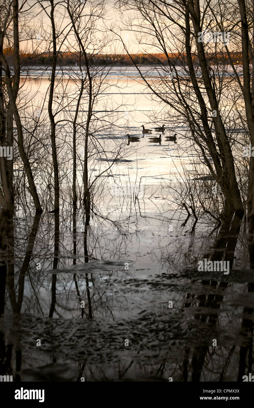 Cinco gansos canadienses, visto entre siluetas de árboles, flotar en las tranquilas aguas del río Ottawa, temprano en la mañana la luz. Foto de stock