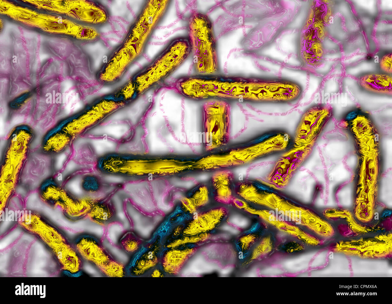 Helicobacter pylori microscope fotografías e imágenes de alta resolución -  Alamy
