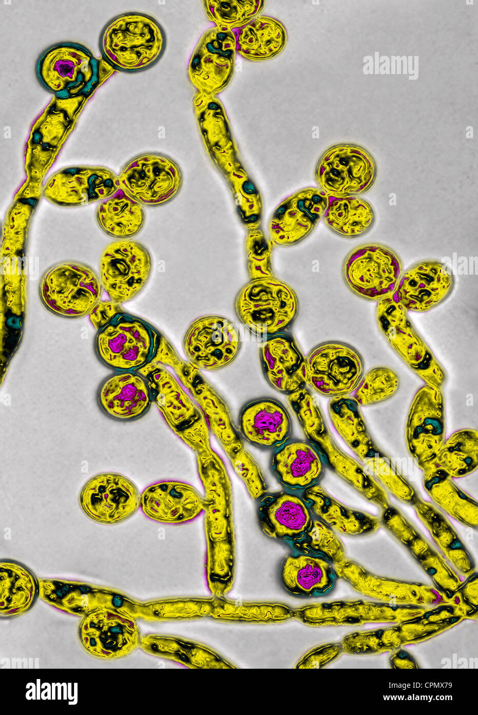 CANDIDA ALBICANS Foto de stock