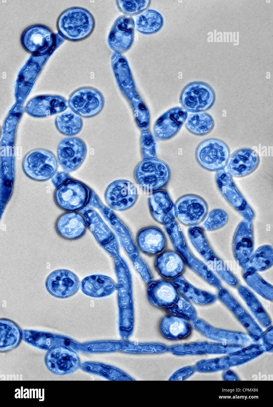 CANDIDA ALBICANS Foto de stock