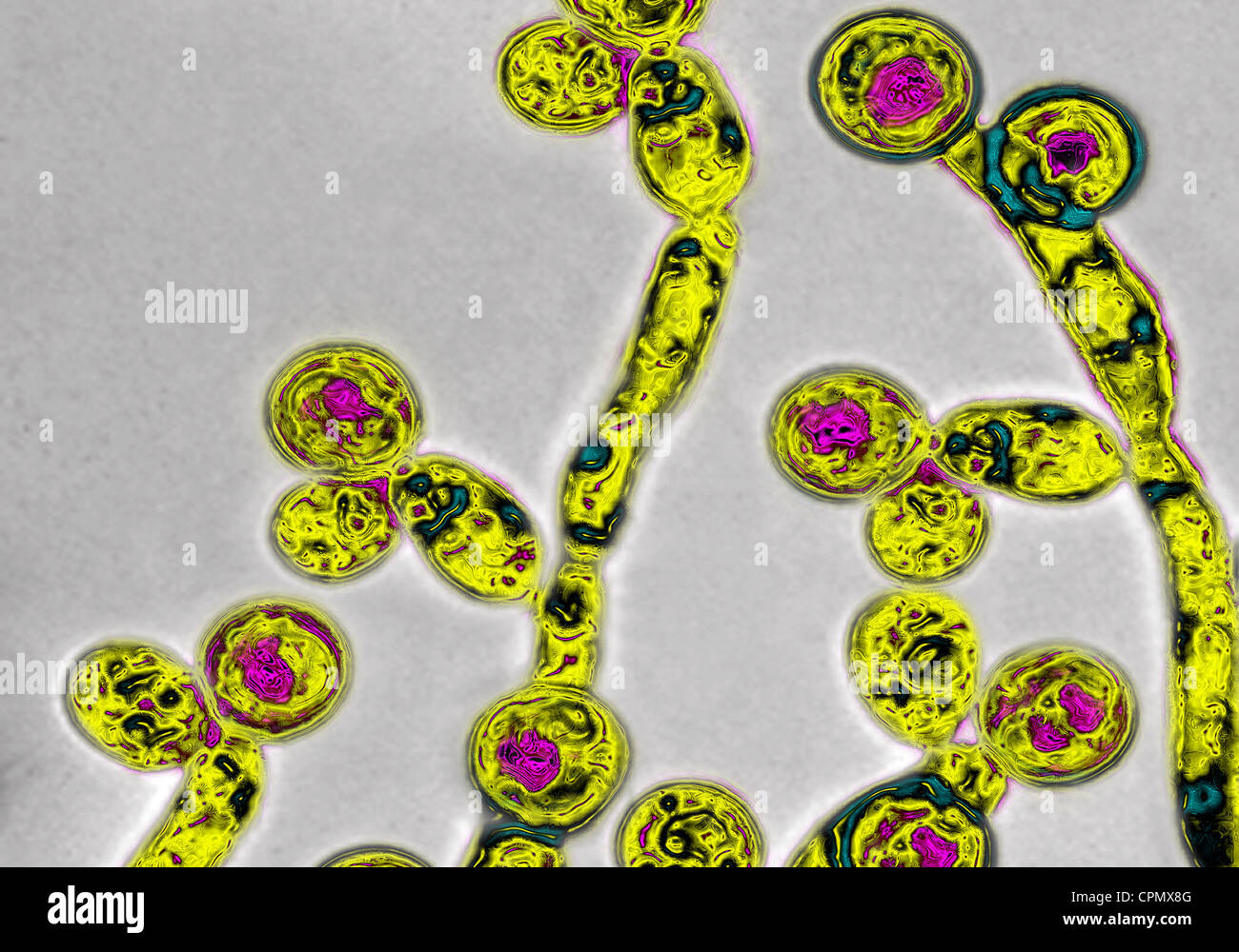 CANDIDA ALBICANS Foto de stock