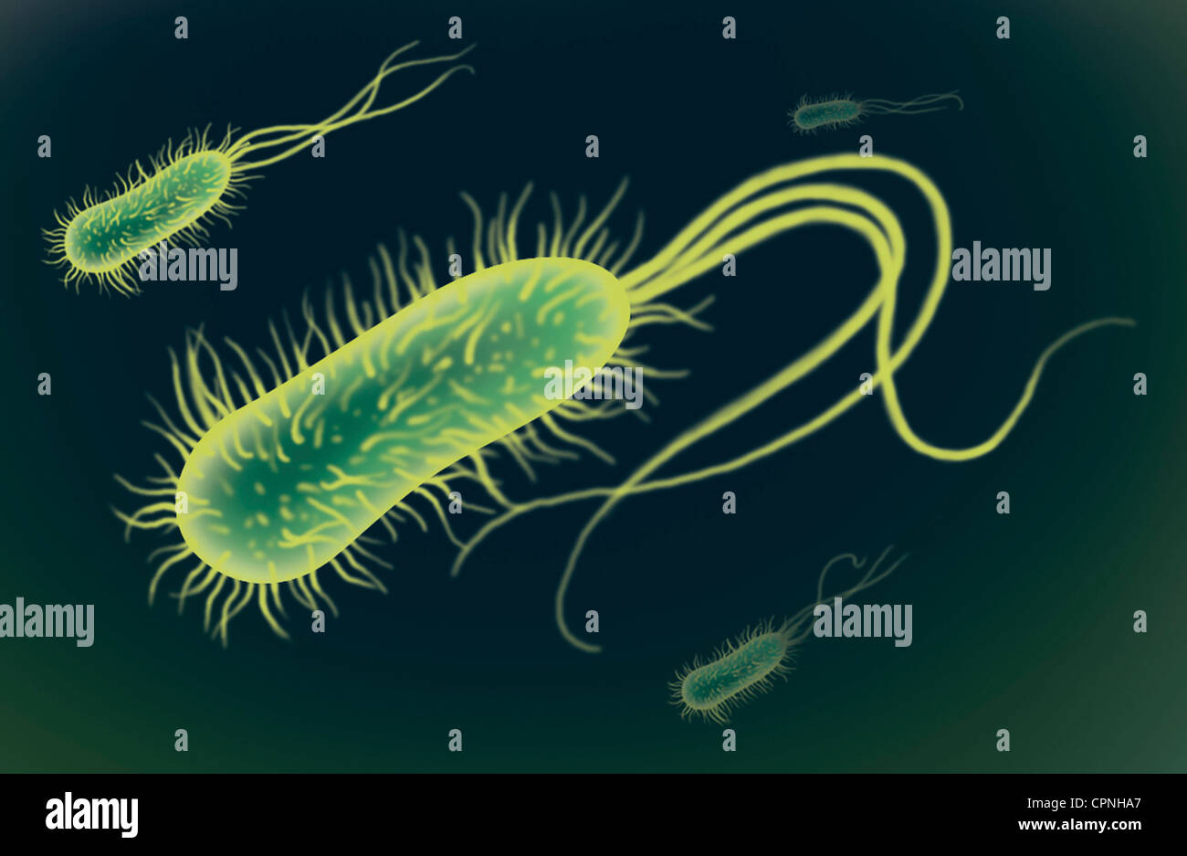 Bacteria, dibujo Foto de stock
