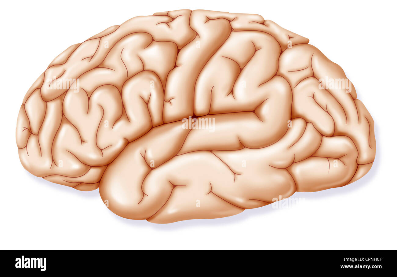 Cerebro humano dibujo fotografías e imágenes de alta resolución - Alamy