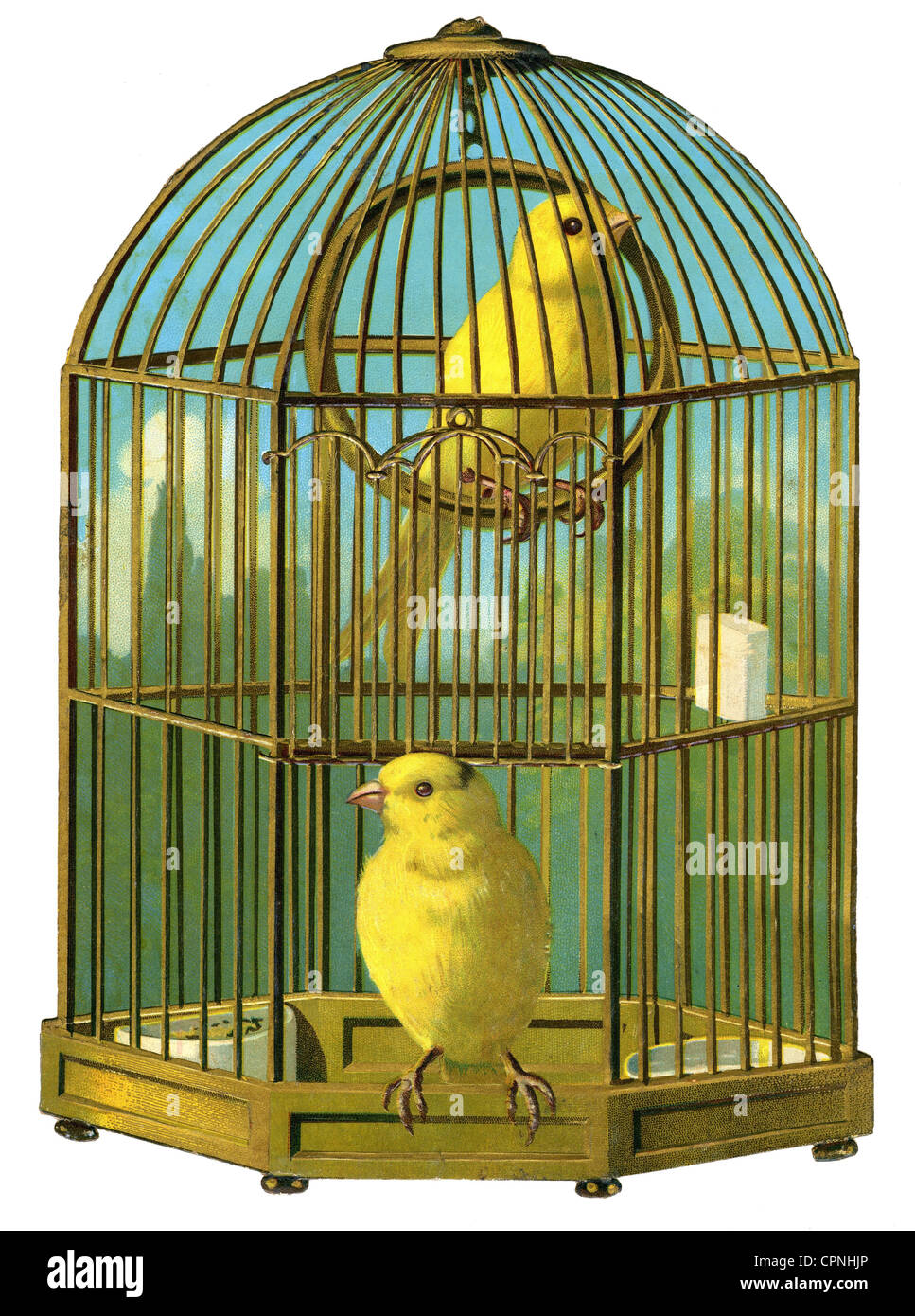 Zoología / Animales, pájaros canarios en jaula, chatarrapicture, Alemania, circa 1880 Zoología / Animales, pájaros canarios en jaula, chatarrapicture, Alemania, circa 1880