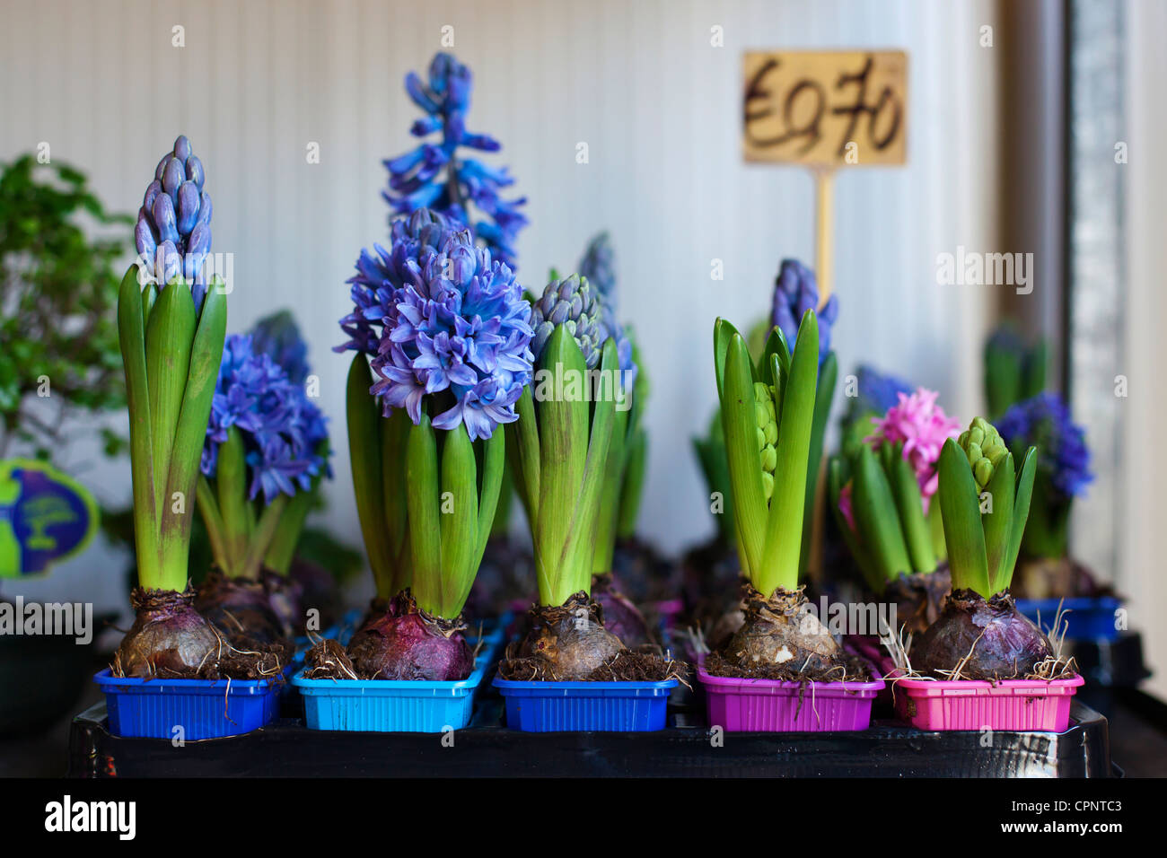 Bulbos de flores de jacinto. Foto de stock