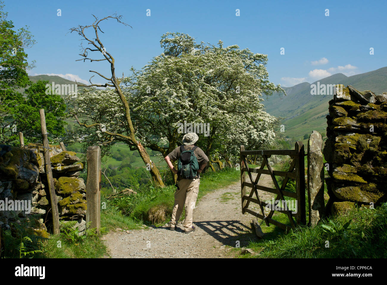 Walker macho abriendo la compuerta en la vía, Longmire Road, en el Troutbeck Valley, Lake District National Park, Cumbria, Reino Unido Foto de stock