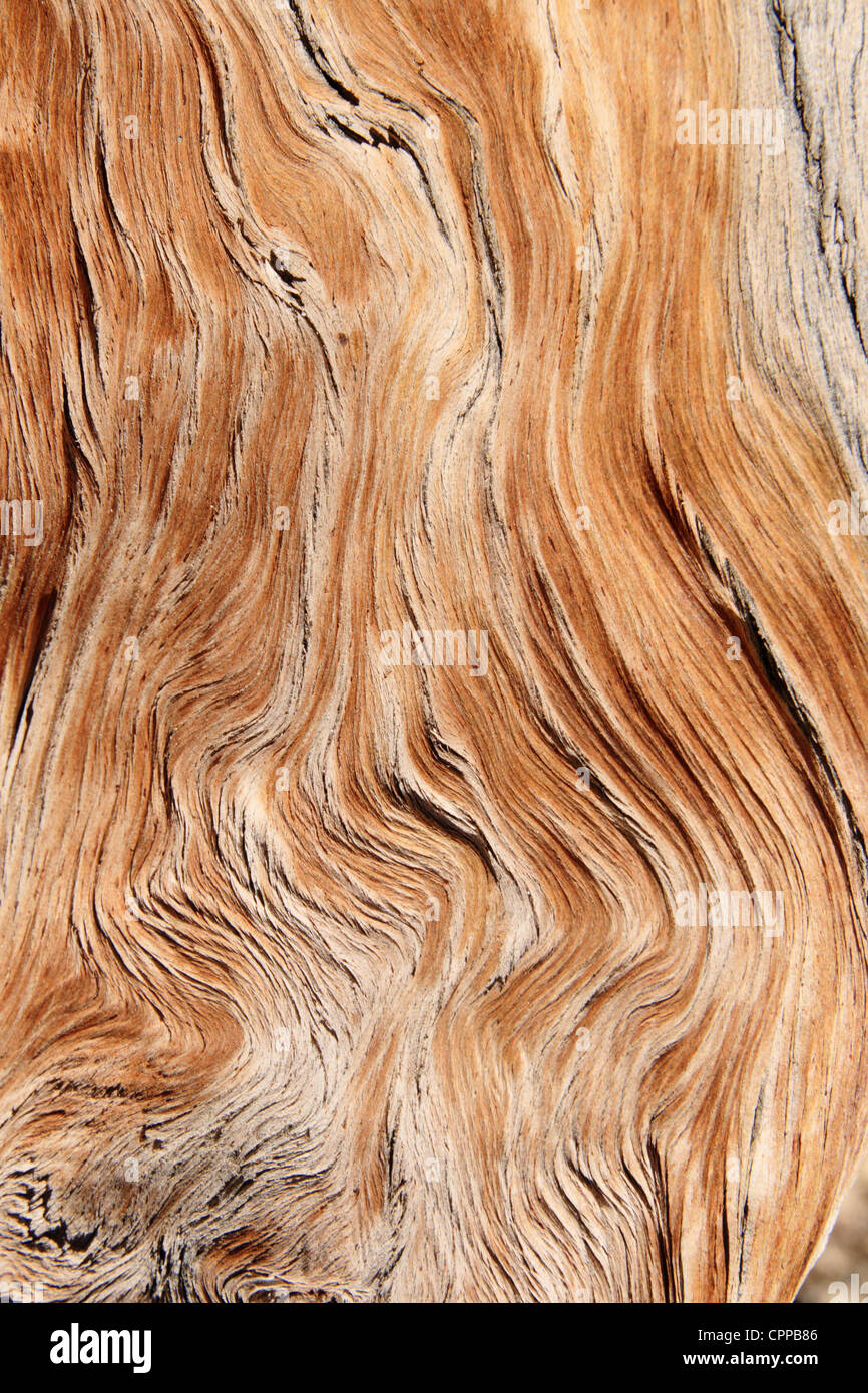 Retorcido y contorsionadas angustiado de grano de madera textura de fondo Foto de stock