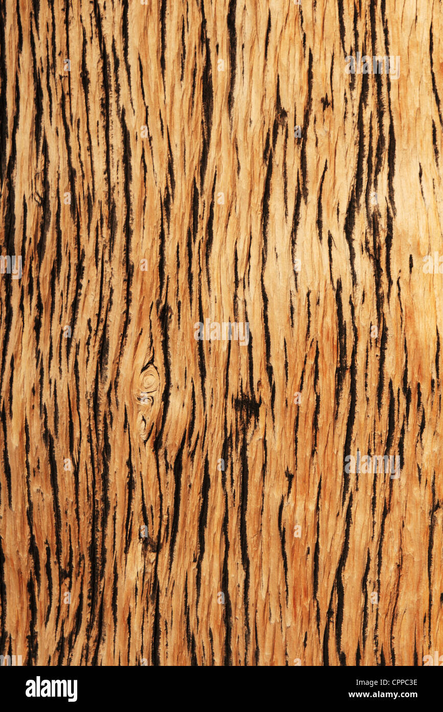 Soportó la textura de fondo de madera de pino de montaña Foto de stock
