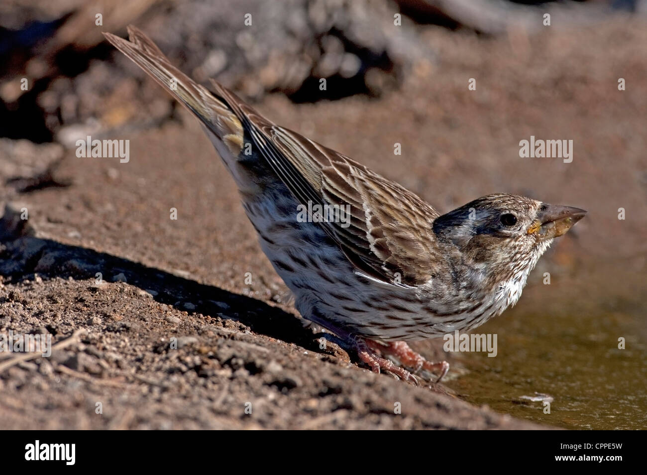 Cassin's Finch (Carpodacus cassinii) hembra tomando una copa en el borde de un pequeño estanque en cabaña del lago, Oregon, USA, en junio Foto de stock