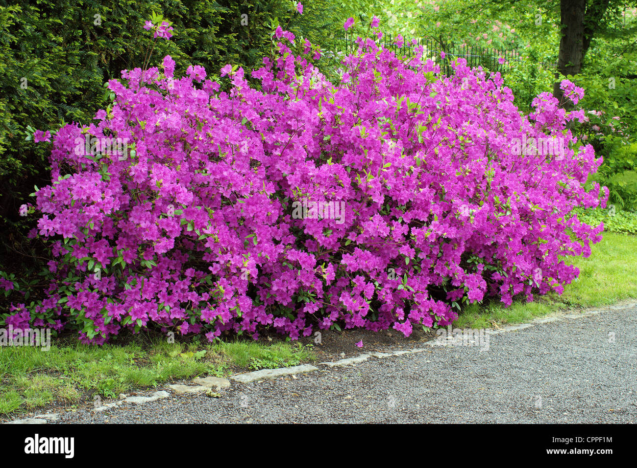 Arbusto de rododendro púrpura fotografías e imágenes de alta resolución -  Alamy