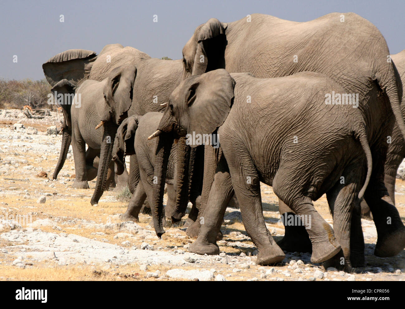 Un rebaño de cría de elefante de los elefantes que viajan sobre el borde de  la Cuenca Etosha en un estrecho grupo Fotografía de stock - Alamy