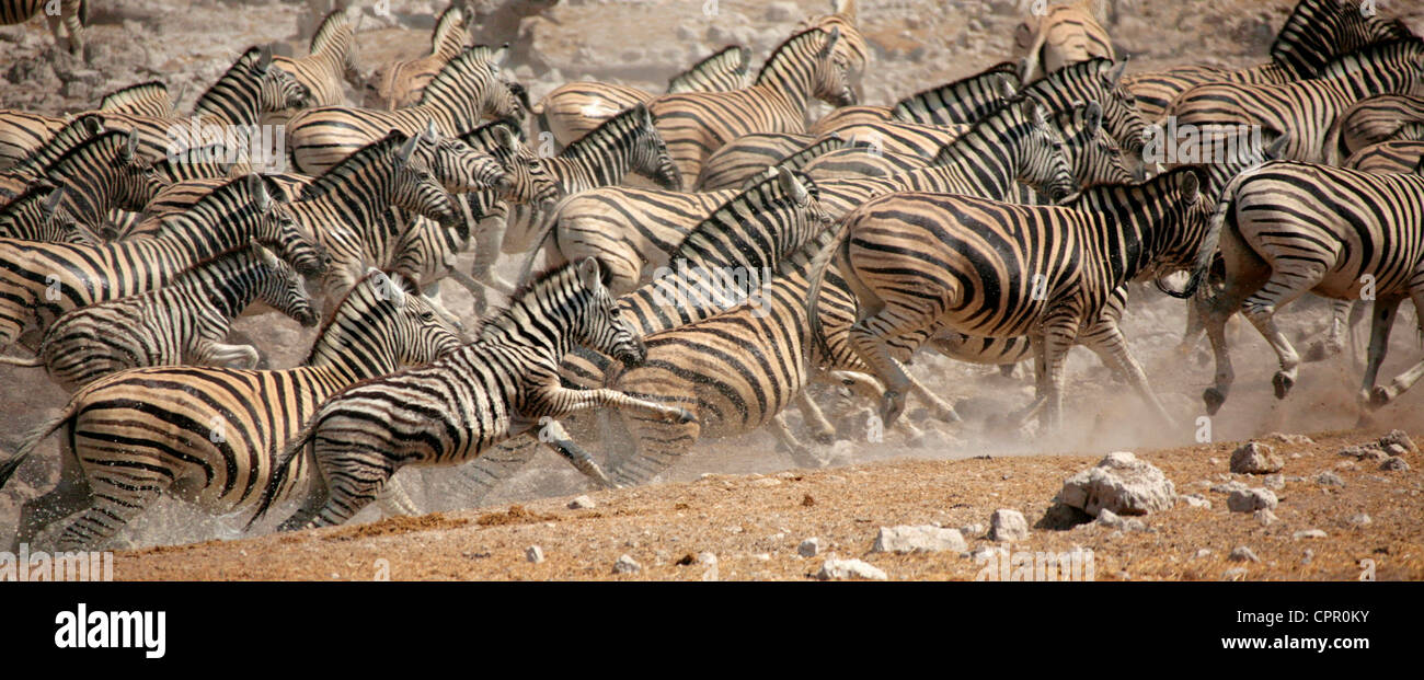 Un gran rebaño de burchell zebra huir del abrevadero en terror corporativo Foto de stock