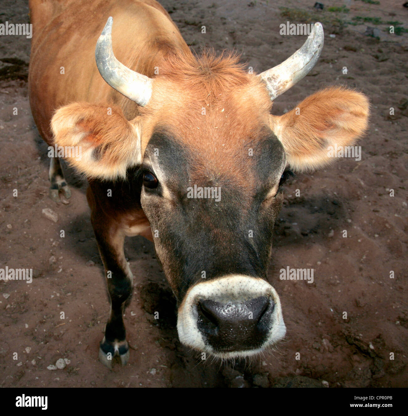 Una vaca en la granja de Gondwana. Foto de stock