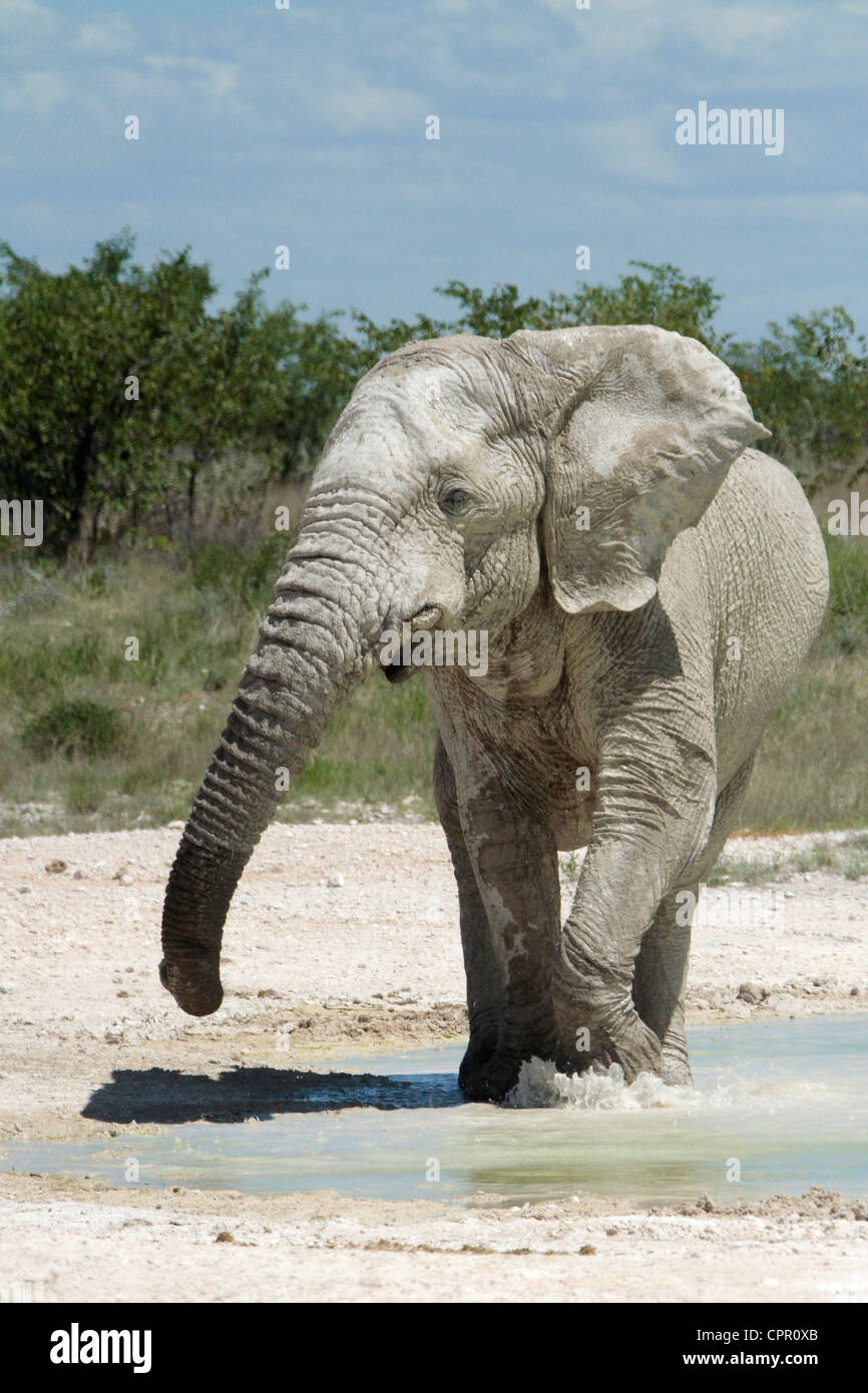 Elefantes en el Parque Nacional Etosha dando una advertencia que indica que está bastante cerca. Foto de stock
