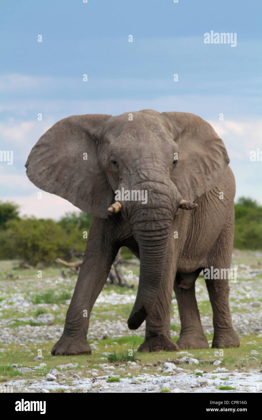 Elefantes en el Parque Nacional Etosha dando una advertencia que indica que está bastante cerca. Foto de stock