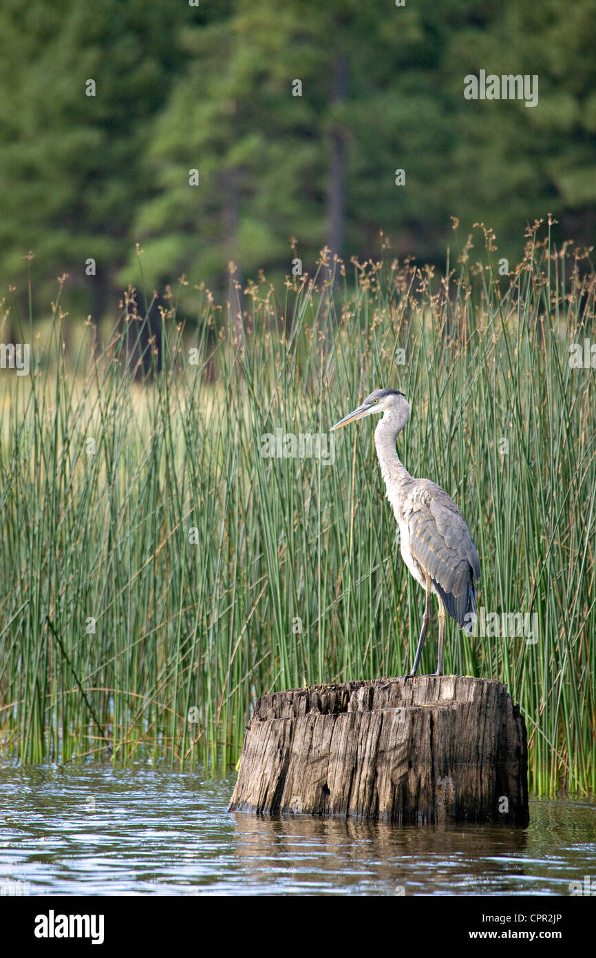 Un solitario Great Blue Heron (Ardea herodias) busca pescado al Caballo Blanco Lago, Bosque Nacional Kaibab, Arizona Foto de stock